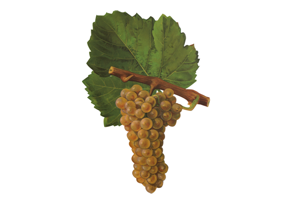 grappe-raisins-vin-blanc-sauvignon